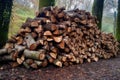 freshly chopped logs stacked in a neat pile