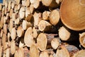 Freshly chopped tree logs Royalty Free Stock Photo