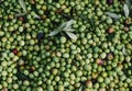 freshly collected arbequina olives in Spain Royalty Free Stock Photo