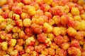 Freshly collected Cloudberries Rubus chamaemorus background. Yellow berry background