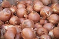 Freshly collected onions from agriculture