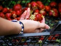 Freshly collected organic strawberry in a female hand with manicure. Home grown product of high quality with great taste. Berry