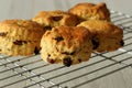 Freshly cooked fruit scones on a cooling rack