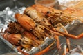 Freshly cooked shrimp in plastic box