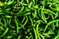 Freshly Cultivated Long Green Beans