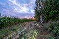 Freshly Cultivated Organic Corn Field for Biomass on Cloudy Summer Evening with Sunset Colors Royalty Free Stock Photo