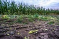 Freshly Cultivated Organic Corn Field for Biomass on Cloudy Summer Evening with Sunset Colors Royalty Free Stock Photo