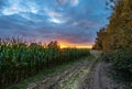 Freshly Cultivated Organic Corn Field for Biomass on Cloudy Summer Evening with Sunset Colors Royalty Free Stock Photo