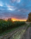 Freshly Cultivated Organic Corn Field for Biomass on Cloudy Summer Evening with Sunset Colors - Concept of Nutrition Royalty Free Stock Photo