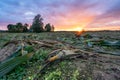 Freshly Cultivated Organic Corn Field for Biomass Summer Evening with Sunset Colors, Dramatic Sky Royalty Free Stock Photo