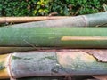 Freshly Cut Bamboo Stacks by the Roadside.