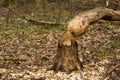 A visible trace testifying to the presence of beavers. Royalty Free Stock Photo