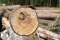 Freshly cut birch log close up end of tree on blurred forest background Royalty Free Stock Photo