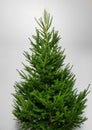 Freshly cut Christmas tree Royalty Free Stock Photo