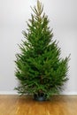Freshly cut Christmas tree Royalty Free Stock Photo