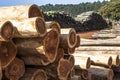 Freshly cut eucalyptus logs await to be cut at a sawmill