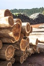 Freshly cut eucalyptus logs await to be cut at a sawmill