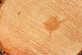 Freshly cut fir tree rings Royalty Free Stock Photo