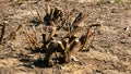 Cut down bush on the ground. Royalty Free Stock Photo