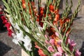 freshly cut gladiolus flowers at the summer market