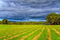 Freshly mowed grass Royalty Free Stock Photo