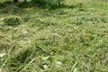 Freshly cut grass close-up. green natural background Royalty Free Stock Photo