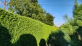 Freshly cut grass and decorative trimmed hedge in a well kept lawn. Beech hedge after a hedge trimming. Long green hedge