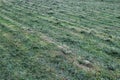 Freshly cut grass on the field green background Royalty Free Stock Photo