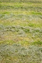 Freshly cut grass in a field in rows