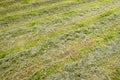 Freshly cut grass in a field in rows