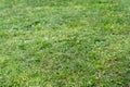 Freshly cut grass green summer lawn texture background Royalty Free Stock Photo
