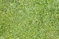 Freshly cut grass green summer lawn texture background, top view Royalty Free Stock Photo