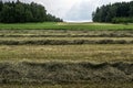 Freshly cut grass on a meadow between forests