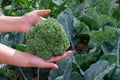 Freshly Cut Green Broccoli Plant In Female Hands On Bright Summer Sunlight. Countryside Garden Bed, Harvesting, Cultivation