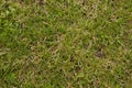 Freshly cut green grass background. Royalty Free Stock Photo