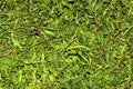 Freshly cut green grass background. Hay bale closeup texture Royalty Free Stock Photo