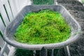 Freshly cut green grass from the lawn in a garden wheelbarrow close-up. Using cut grass to mulch garden beds Royalty Free Stock Photo