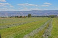 Freshly cut hay ready to be baled, for the livestock near Grand Junction, Colorado. Royalty Free Stock Photo