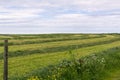 Freshly cut hay