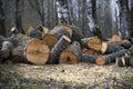 Freshly cut logs of different sizes piled up in forest Royalty Free Stock Photo