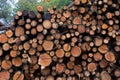 Freshly cut logs, logging sawmill, rolls of log`s Cannock Chase forest Royalty Free Stock Photo