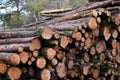 Freshly cut logs, logging sawmill, rolls of log`s Cannock Chase forest Royalty Free Stock Photo