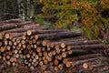 Freshly cut logs, logging sawmill, rolls of log`s Cannock Chase forest Royalty Free Stock Photo