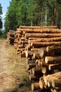 Freshly cut logs piled in a pile Royalty Free Stock Photo