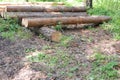 Freshly cut logs of tree trunks with bark in a forest risking deforestation and ecological disaster