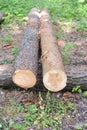 Freshly cut logs of tree trunks with bark in a forest risking deforestation and ecological disaster