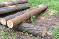 Freshly cut logs of tree trunks with bark in a forest risking deforestation and ecological disaster