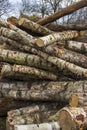 Freshly cut meter-long firewood stacked neatly in a forest Royalty Free Stock Photo