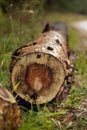 Freshly cut old pine tree trunk in the forest Royalty Free Stock Photo