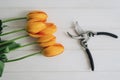 Freshly cut orange tulips. Garden tool. Secateur.